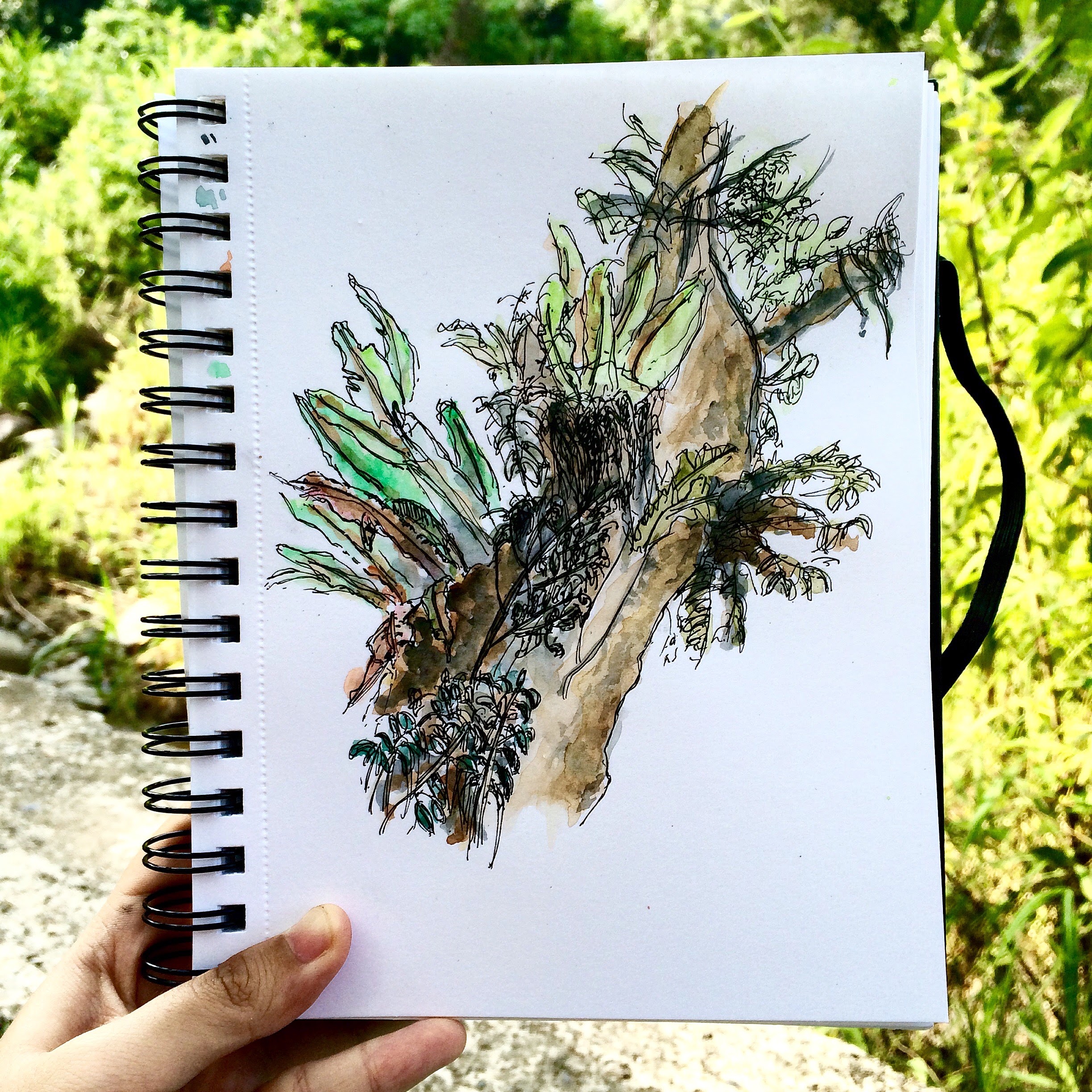 West Sumatra forest