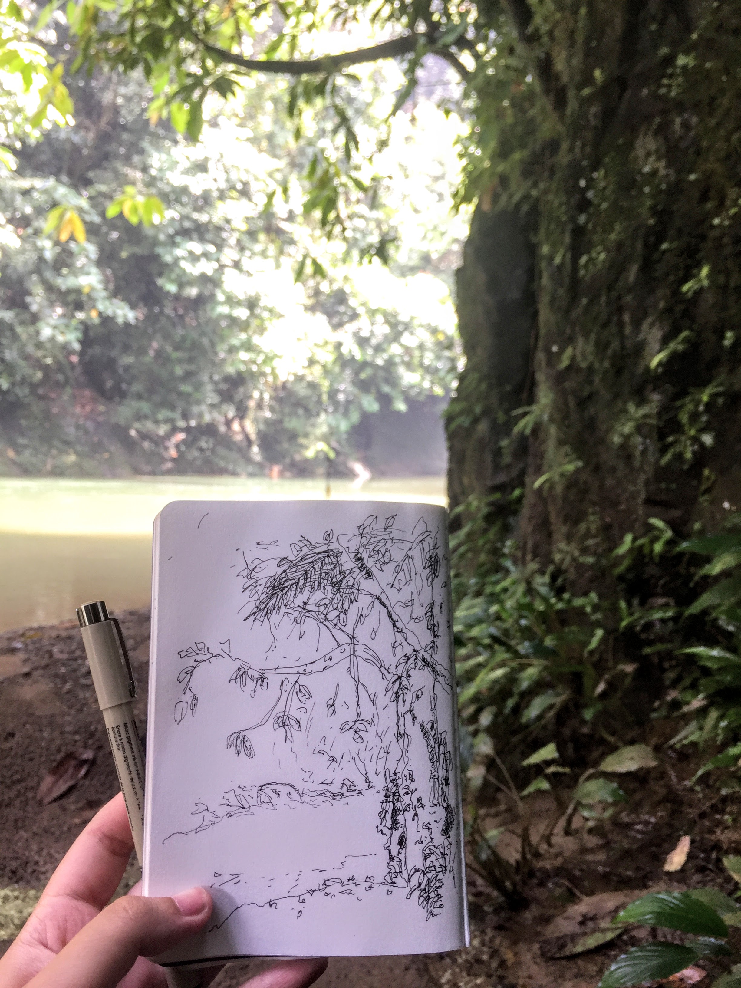 Tangkahan elephants